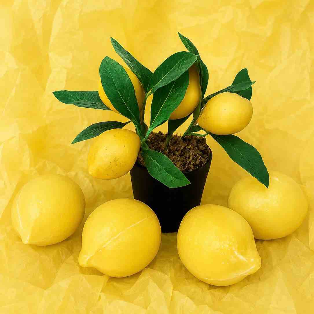 Potted lemon plant with lemons on a yellow background