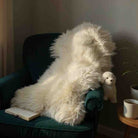 Extra large, genuine Hill sheep  sheepskin rug