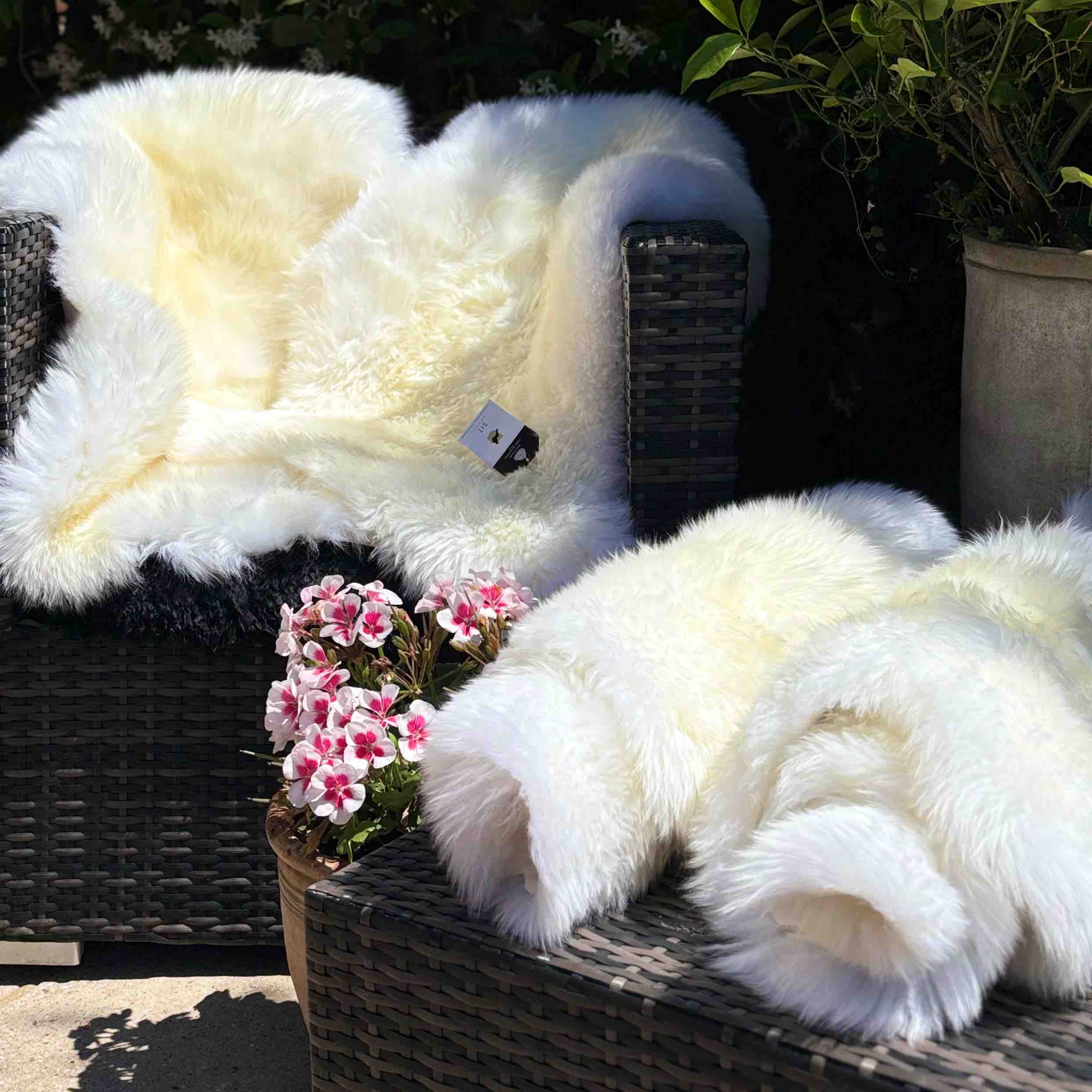 4 Genuine Ivory Sheepskin Rugs plus Wicker  Basket 