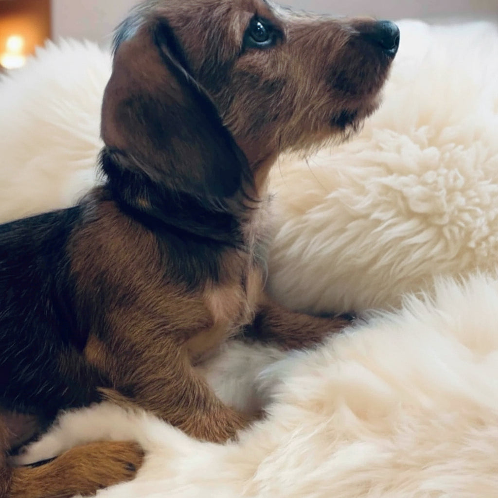 Genuine sheepskin dog bed