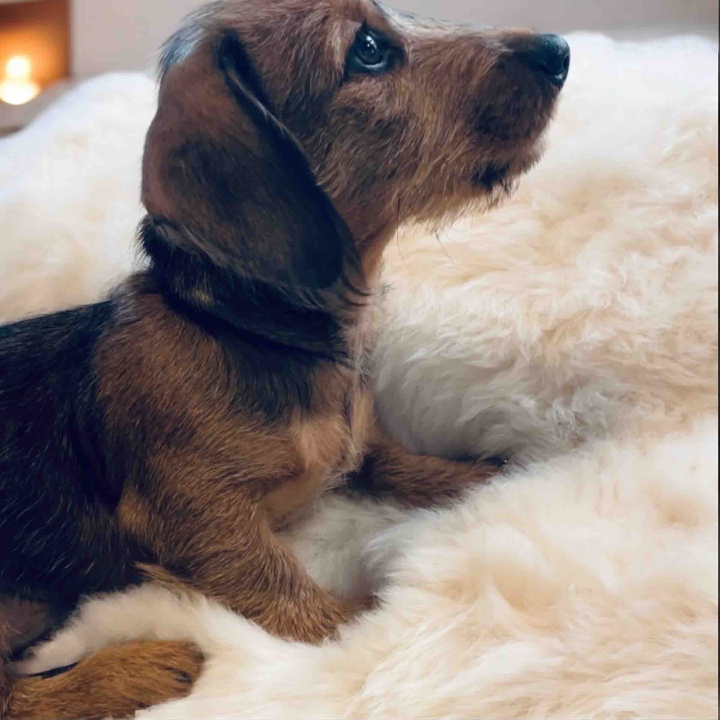 Genuine sheepskin dog bed