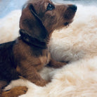 Genuine Sheepskin Pet Bed With Non Slip Fabric Backing - The Old Piggery Farm Shop